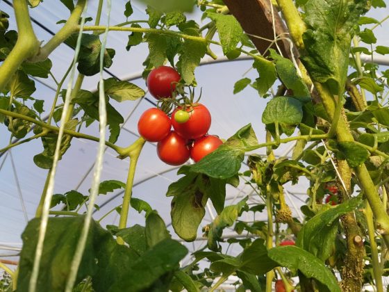 Здоровое питание круглый год